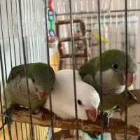 طوطی راهب ،سبز و سفید