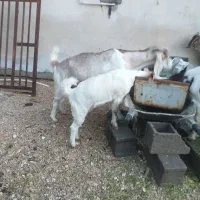 چند راس حیوان