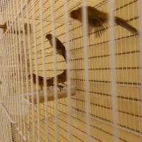 قناری سرخ سوخته  و شتری|پرنده|صدرا-فارس, فاز ۱|دیوار