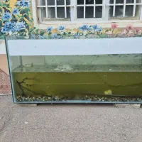 آکواریوم