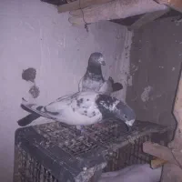 پرنده|پرنده|امیرآباد, |دیوار