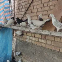 فروش تعدادی کبوتر|پرنده|دلیجان, |دیوار