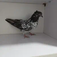 کبوتر گرفته|پرنده|سرپل ذهاب, |دیوار