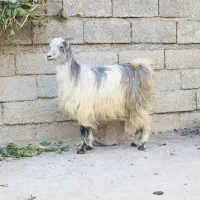 ۲راس بزغاله قیمت جفتی نر و ماده