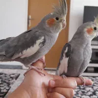 کوتوله برزیلی و عروس هلندی سخنگو