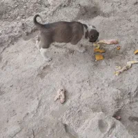 سگ پا گوتاه افغانی|سگ|نسیم‌شهر, |دیوار