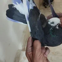 کفتر یا کبوتر|پرنده|تهران, خانی‌آباد نو|دیوار