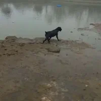 سگ شکاری گمشده|حیوانات|آستانه اشرفیه, |دیوار