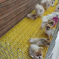 پرورش تخصصی نژاد پامرانین خرسی عروسکی روباهی|سگ|بادرود, |دیوار