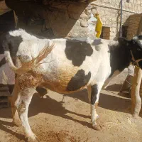 گاو|حیوانات مزرعه|فیروزآباد, |دیوار