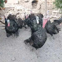 ۱۵عددبوقلمون نروماده خلیل اباد
