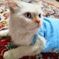 واگذاری|گربه|زاهدان, |دیوار