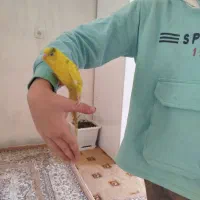 مرغ عشق اهلی