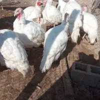 فروش بوقلمون بیوتی جوان وسنگین وزن ۸تا۱۱کیلو