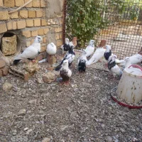 چند جفت دمی کله ای طوقی فرش