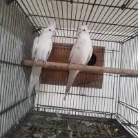 عروس هلندی آلبینو|پرنده|خورموج, |دیوار