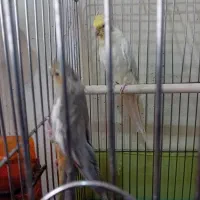 عروس هلندی مولد|پرنده|قرچک, پویینک|دیوار