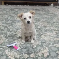 واگذاری سگ اشپتز ماده پنج ماهه|سگ|کرمانشاه, |دیوار