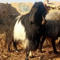 کل دونیم ساله درجه یک پاکستانی|حیوانات مزرعه|سمنان, |دیوار