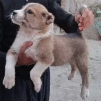 سگ سرابی|سگ|بیستون, |دیوار