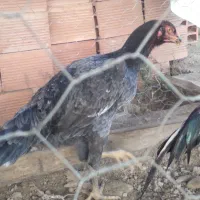 خروس ومرغ لاری ۷ماهه|حیوانات مزرعه|لوندویل, |دیوار