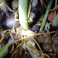 بذر پیاز قرمز اناری|عمده‌فروشی|لیلان, |دیوار