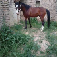 اسب|اسب و تجهیزات اسبسواری|تویسرکان, |دیوار