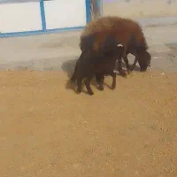 میش افشاری دوقلوزا|حیوانات مزرعه|ازنا, |دیوار