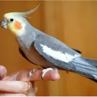 عروس هلندی گمشده