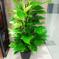 گلکده شادی گیاه پتوس