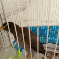 مرغ مینا5ماهه