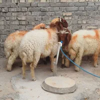 کوسفند