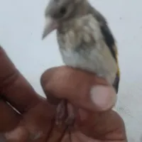 قناری سهره جوجه|پرنده|گنبد کاووس, |دیوار