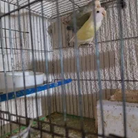 طوطی برزیلی|پرنده|جم, |دیوار