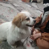 گم شده حیوانات