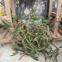 گل ذرتی سبز و بزرگ و شاداب|گل و گیاه طبیعی|شیراز, شهرک والفجر|دیوار