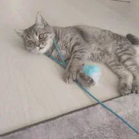 گربه بریتیش ۵ ماهه|گربه|ماکو, |دیوار