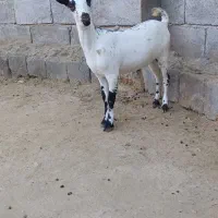 فروش بز عرب