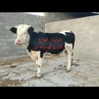 گاو و گوساله