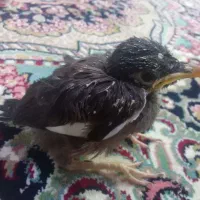 مینا افغان کام سیاه
