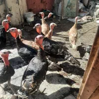 چهارعددبوقلمون وسه عددمرغ تخم گذارنژادخوب|حیوانات مزرعه|اهواز, کوی رمضان|دیوار