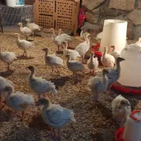 جوجه بوقلمون بیوتی شرکت زرین