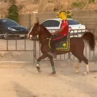 اسب|اسب و تجهیزات اسبسواری|کامیاران, |دیوار