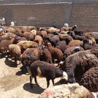 میش وبره قزل افشار