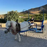 کالسکه-درشکه اسب