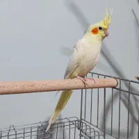 عروس هلندی دوماه،دون خور|پرنده|پردیس, فاز ۴|دیوار