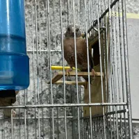 فنچ گلوبریده|پرنده|اسلام‌شهر, شهرک مفیدی|دیوار