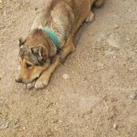 سگ سرابی ذات قدیم|سگ|شهرضا, |دیوار