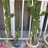 کاکتوس و آلوورا