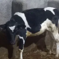 گاوه هولشتان با گوساله بزرگ|حیوانات مزرعه|هشترود, |دیوار